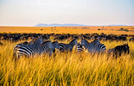 6 Days Affordable Migration Safari from June to October in Tanzania