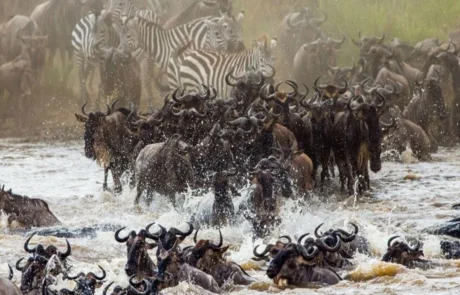 6 Days Affordable Migration Safari from June to October in Tanzania