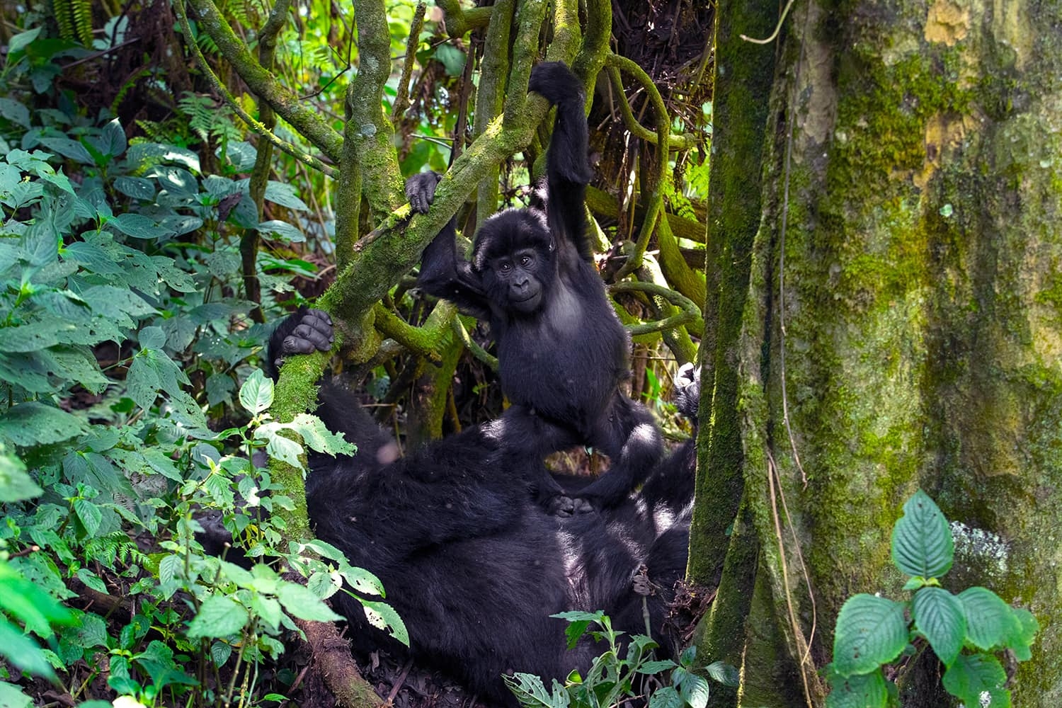 7 Days Uganda Gorilla Trekking and Cultural Experience