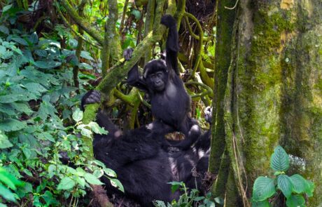 7 Days Uganda Gorilla Trekking and Cultural Experience