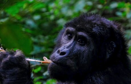 7 Days Uganda Gorilla Trekking and Cultural Experience