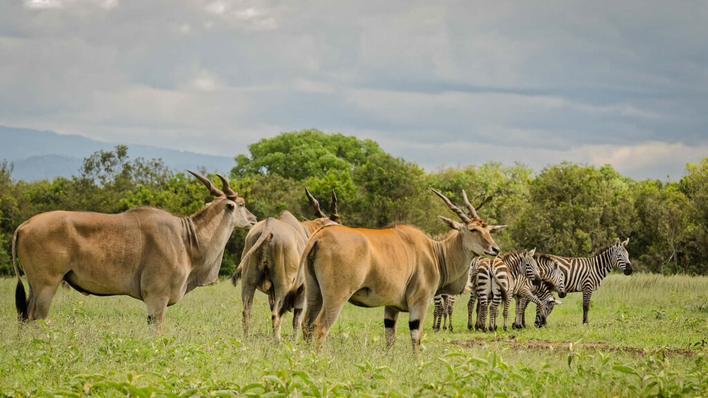 Aberdare National Park safaris