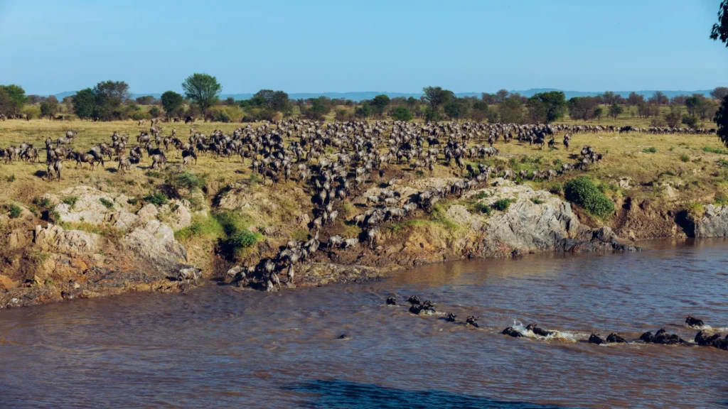 Best Month to See the Great Migration River Crossings