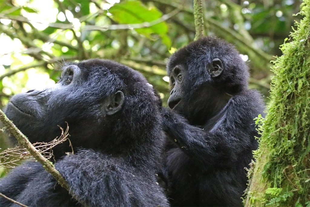 Best Time to Visit Bwindi Impenetrable National Park