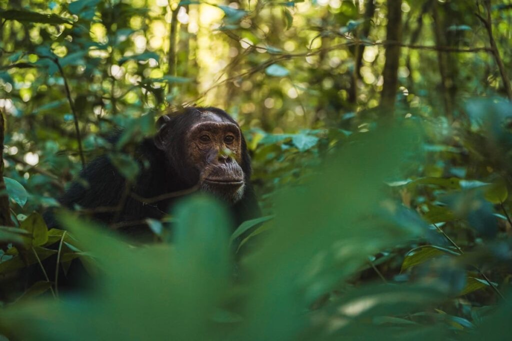 Best Time to Visit Kibale National Park