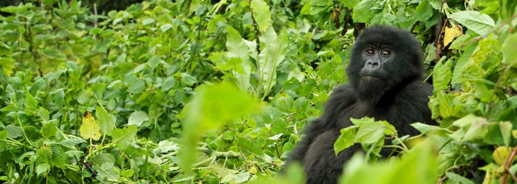 Best Time to Visit Rwanda