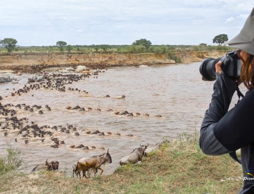 Best Viewpoints for Watching the Mara River Crossings