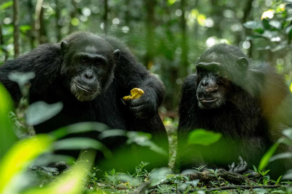 Can I See Chimpanzees in Uganda