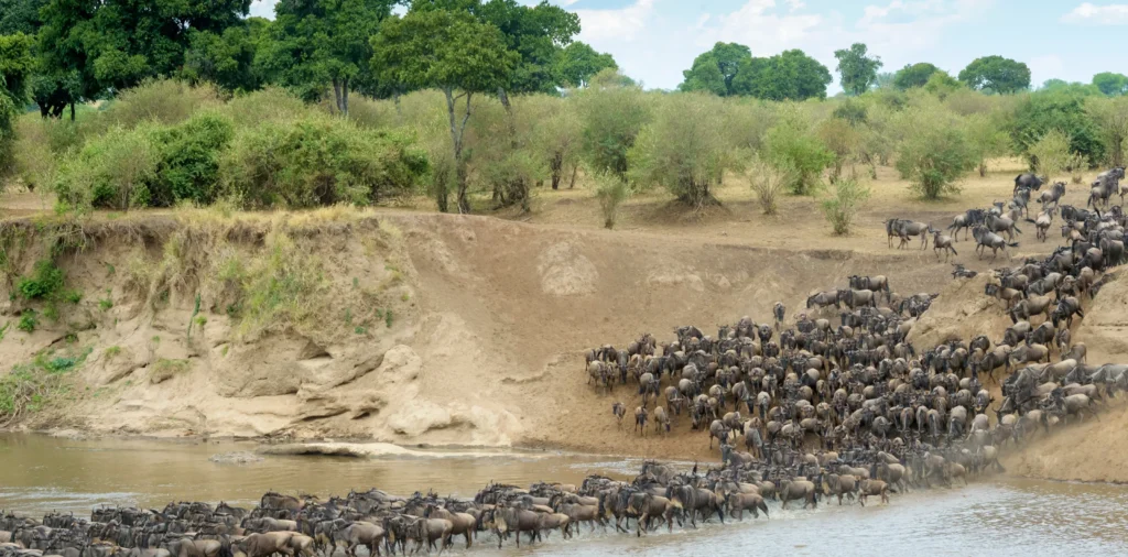 Can You Predict a Great Migration River Crossing?