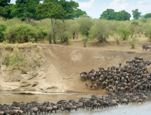 Can You Predict a Great Migration River Crossing?