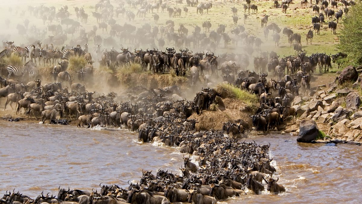 Flight to Northern Serengeti – Migration Safari