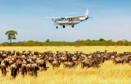 Flight to Northern Serengeti – Migration Safari