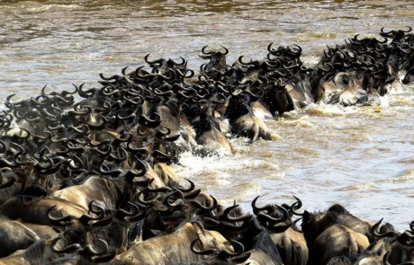 Flight to Northern Serengeti – Migration Safari