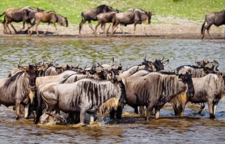 Flight to Northern Serengeti – Migration Safari