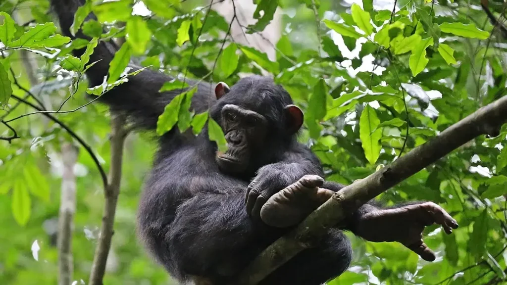 Gorilla and Chimpanzee Trekking in East Africa