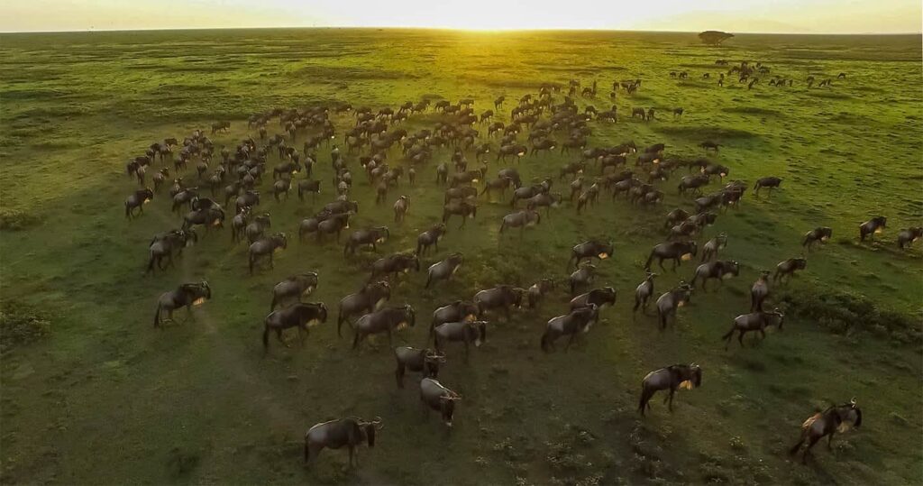 Great Migration December