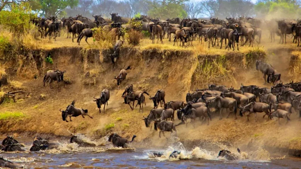 Great Migration January