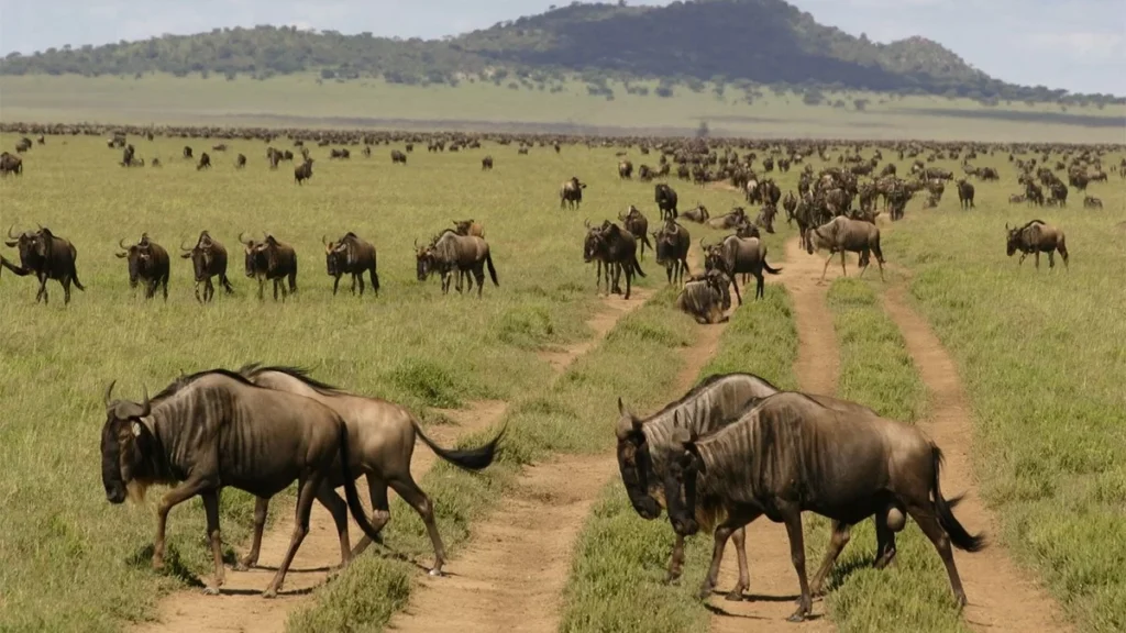Great Migration June