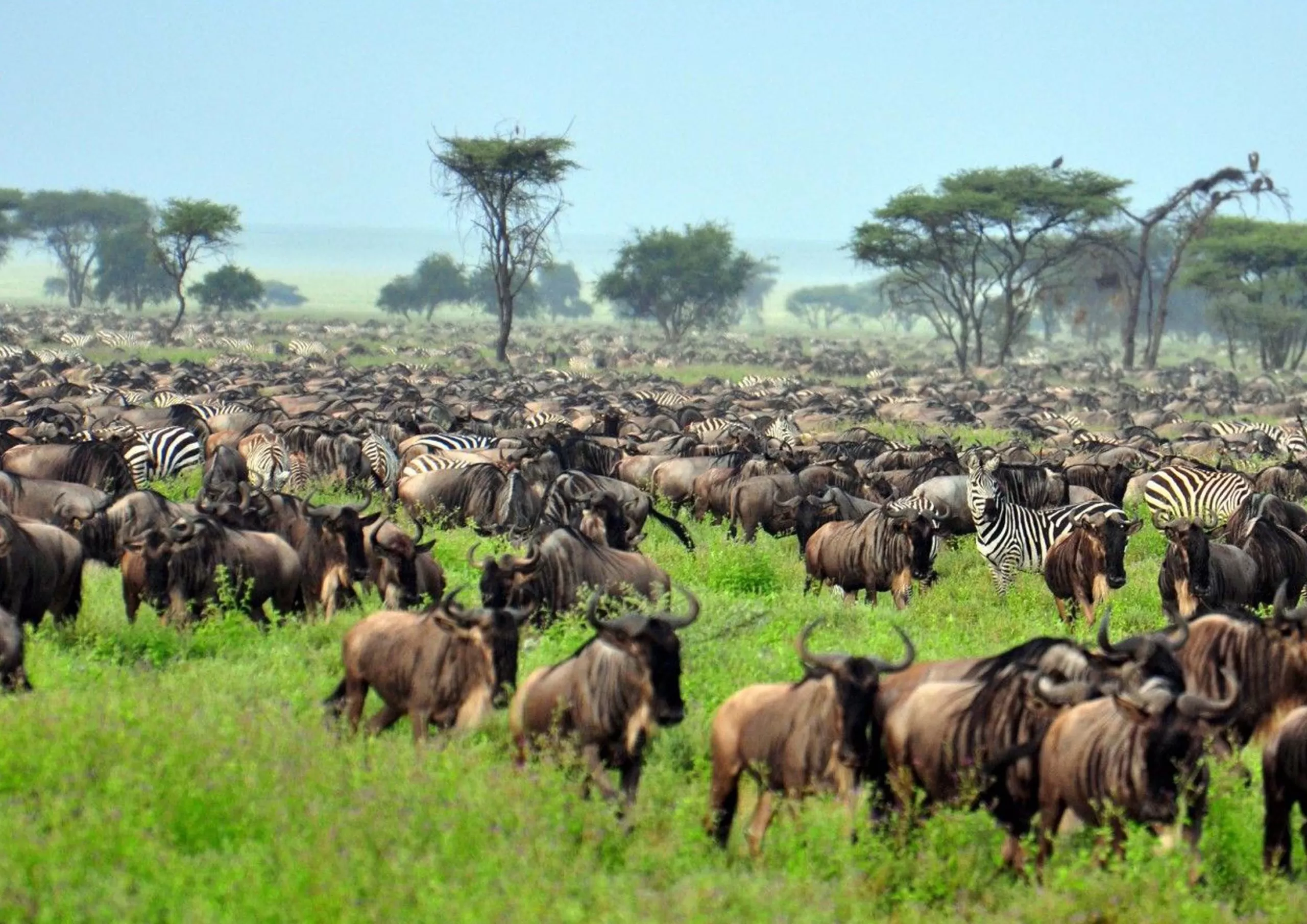 Great Migration Northern Serengeti