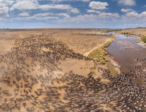 Great Migration Northern Serengeti
