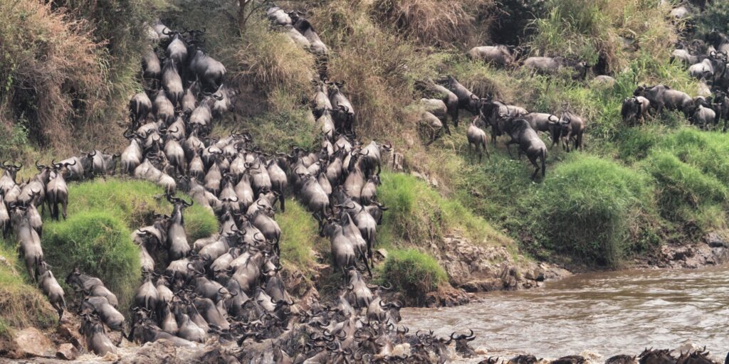 Great Migration October