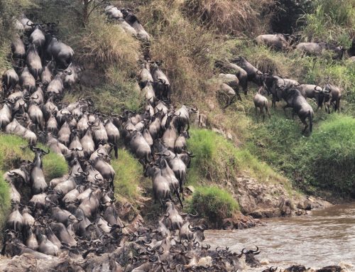 Great Migration October