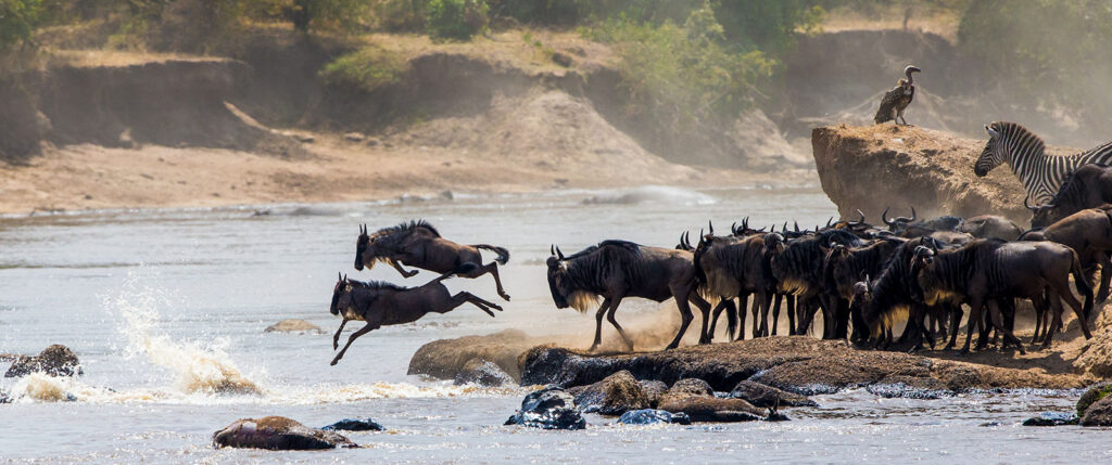 Great Migration Predator Action