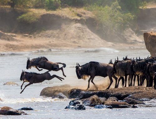Great Migration Predator Action
