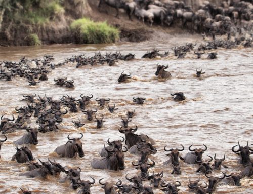 Great Migration September