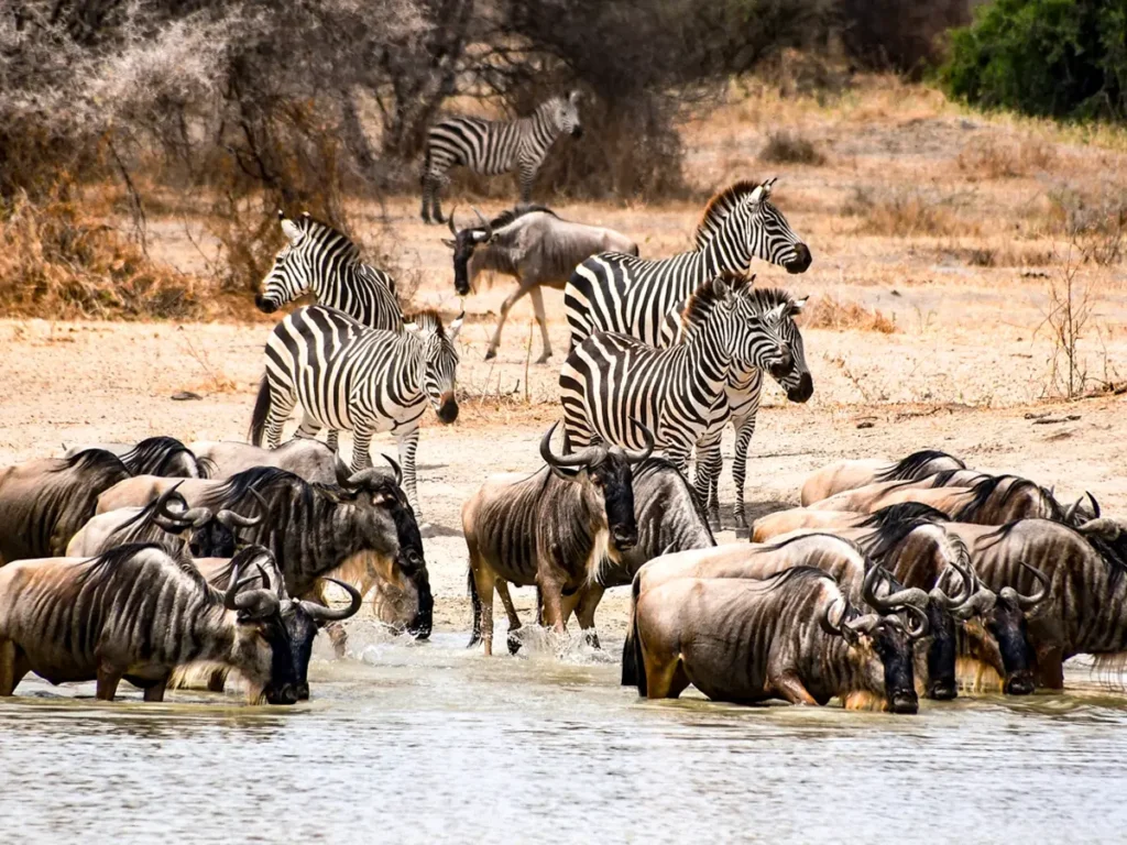Great Migration