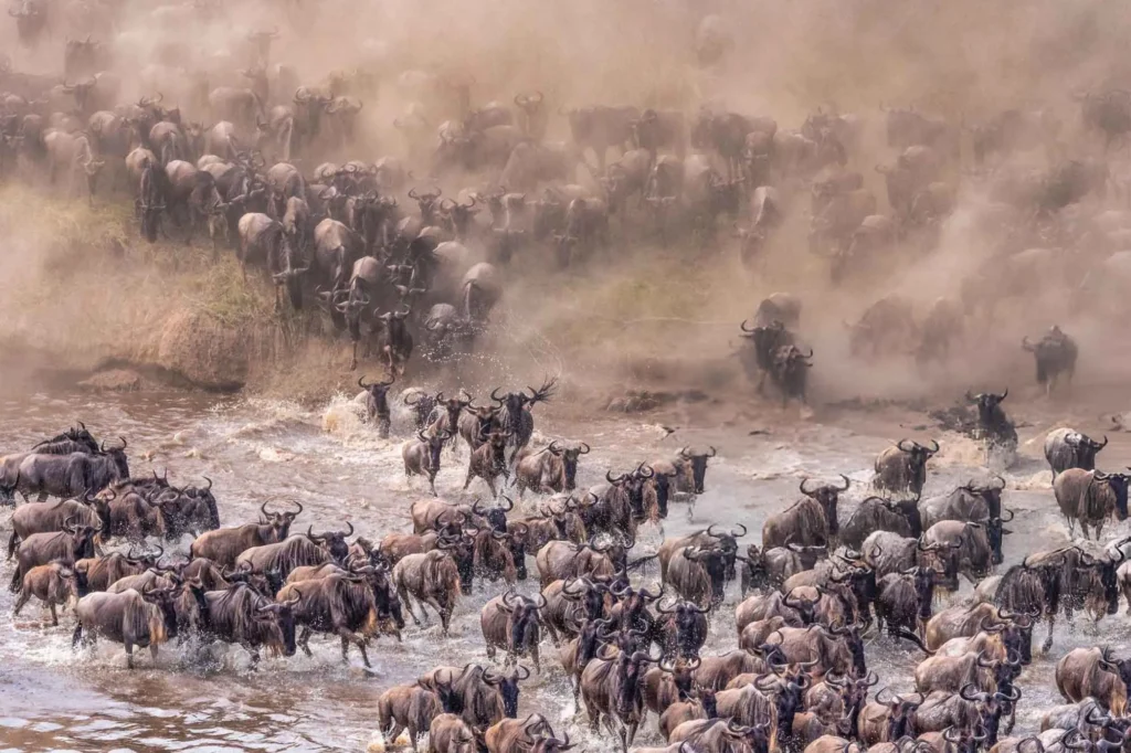 Great Migration in July