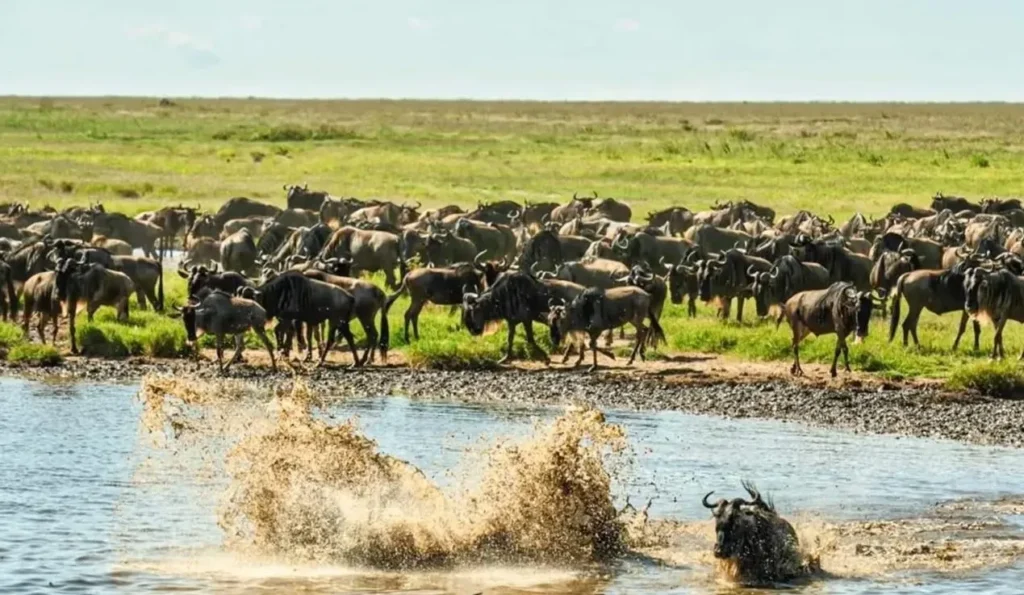 Great Migration vs Regular Safari