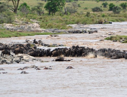 Why Travel to Tanzania for the Great Migration