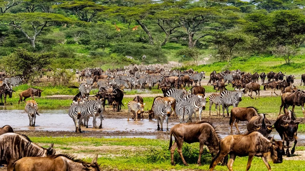 Great Migration Calendar 2026
