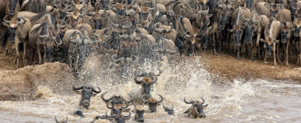 How Long Do You Need to See a Mara River Crossing?