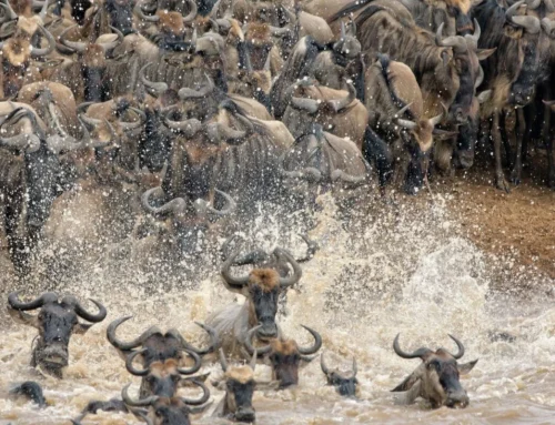 How Long Do You Need to See a Mara River Crossing?