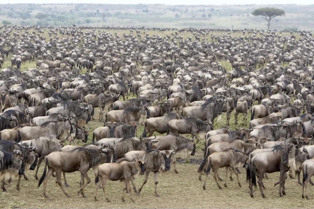 How Many Wildebeest Are in the Great Migration?
