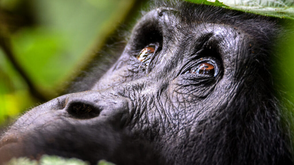 How Much Does Uganda Gorilla Trekking Cost?