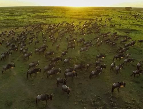 How to Track the Great Migration in Real Time