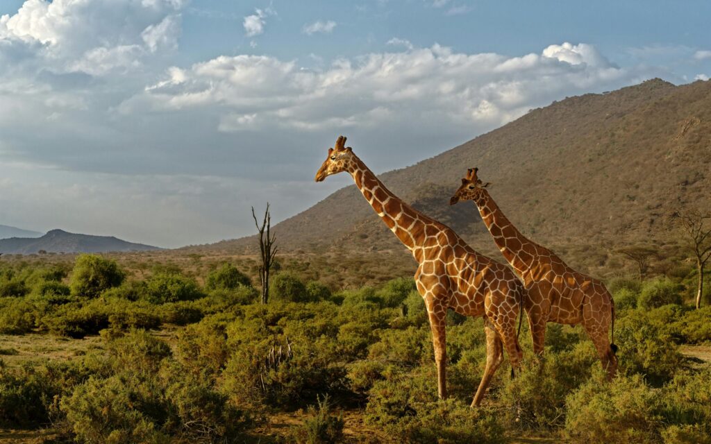 Kenya Safari 2026