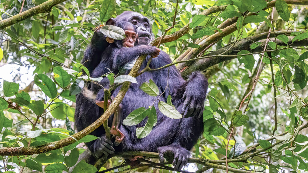 Kibale National Park Location
