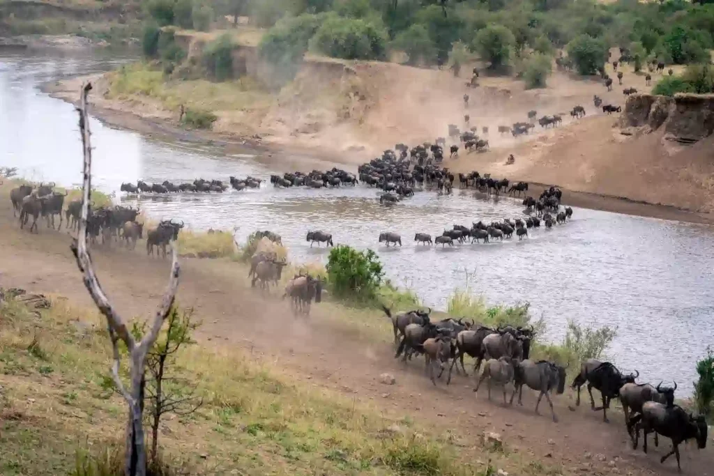 Mara River Crossing Guide