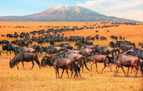 Masai Mara National Reserve