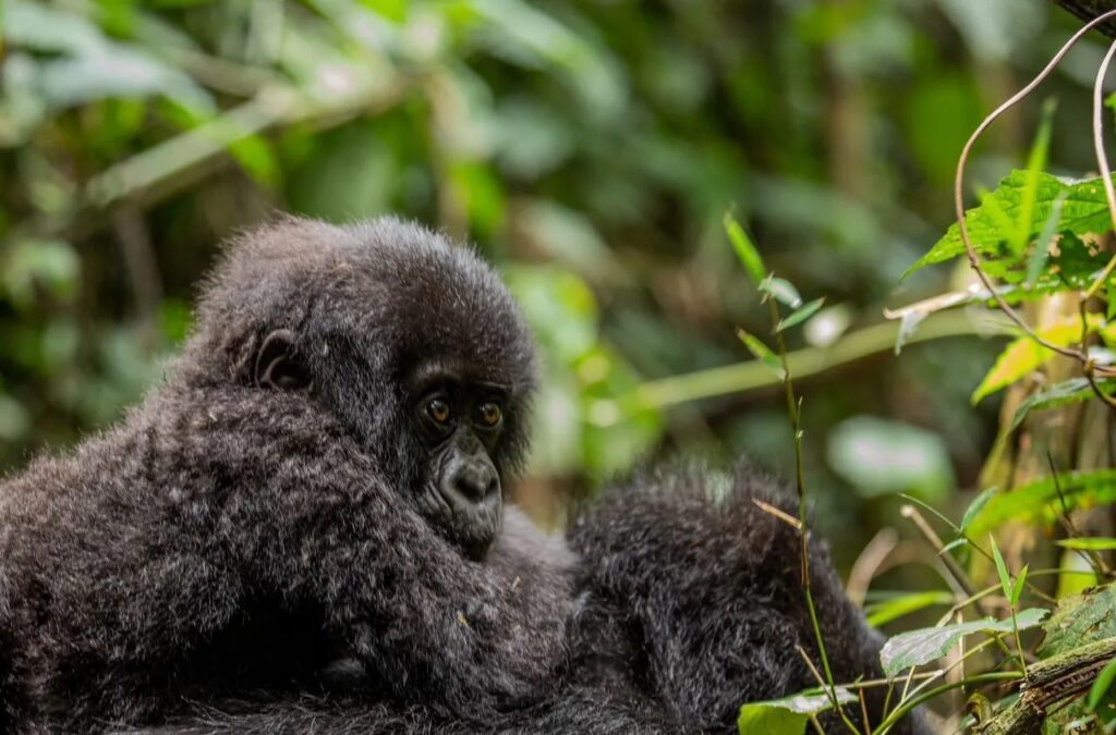 Must-See Attractions in Rwanda Beyond Gorilla Trekking