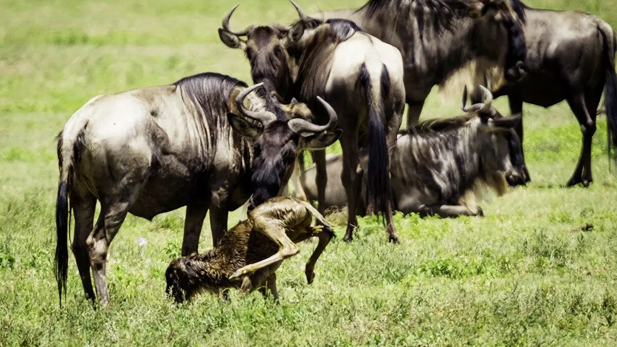Ndutu in January and February