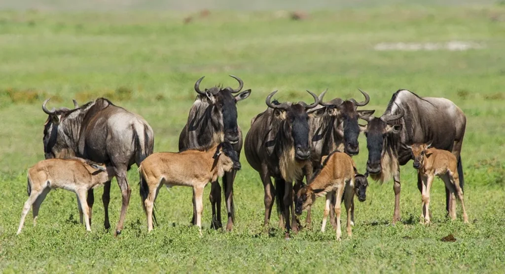 Ndutu in January and February