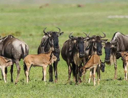 Ndutu in January and February