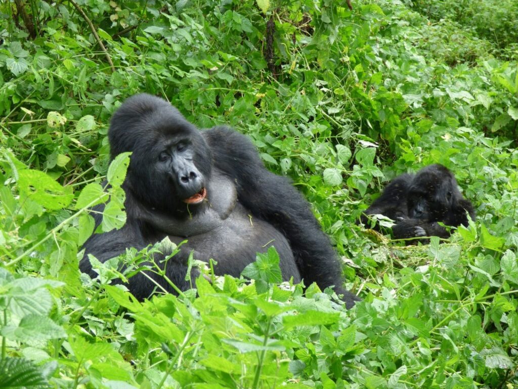 Rwanda Safaris 2026