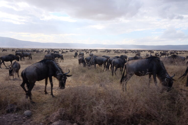 4 Days Serengeti National Park Open Plains Escape