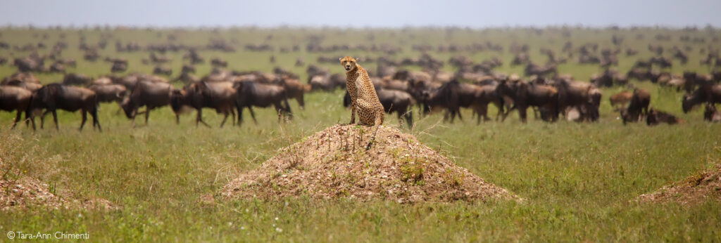 in the Serengeti marks the gathering of the Great Migration as herds move into the western corridor, preparing for the next dramatic stages of their journey.